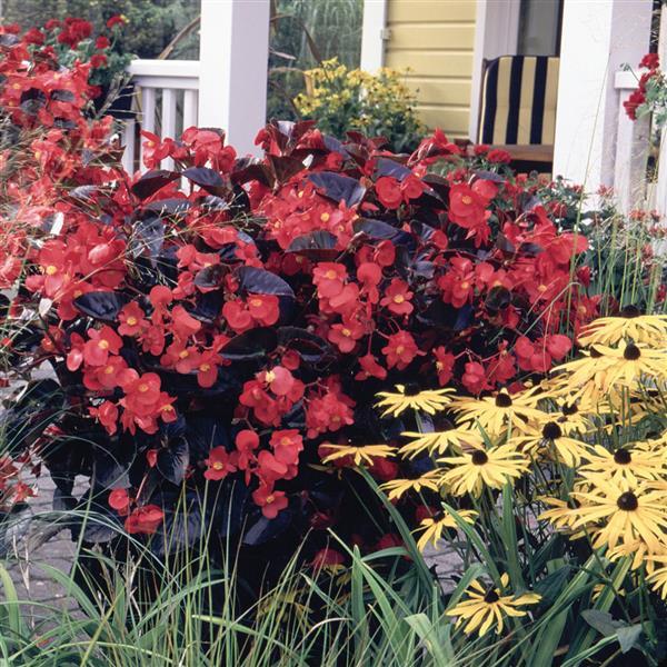 Begonia x benariensis 'Big Red With Bronze Leaf' ~ BIG™ Red With Bronze Leaf Begonia-ServeScape