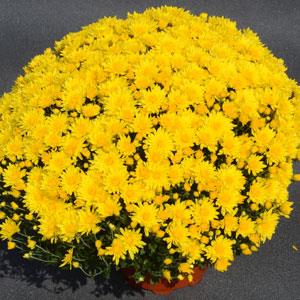 Chrysanthemum x morifolium 'Honeyblush Yellow' ~ Honeyblush Yellow Mum-ServeScape