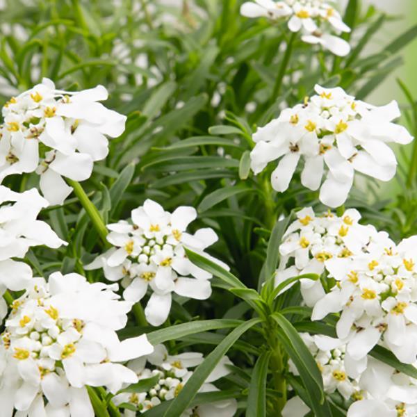Iberis sempervirens 'Snow Flurries' ~ Snow Flurries Candytuft-ServeScape