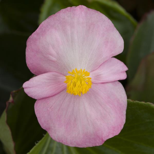 Begonia 'Tophat Pink Green Leaf' ~ Tophat™ Pink Green Leaf Begonia-ServeScape