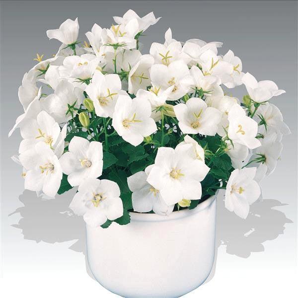 Campanula carpatica 'Pearl White' ~ Pearl White Bellflower-ServeScape