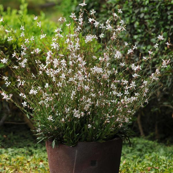 Gaura lindheimeri 'Sparkle White' ~ Sparkle White Gaura-ServeScape