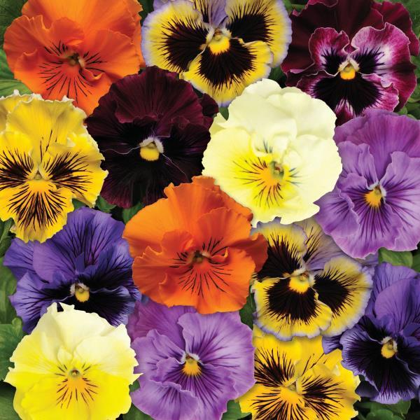 Viola x wittrockiana 'Frizzle Sizzle Mix' ~ Frizzle Sizzle Mix Pansy-ServeScape