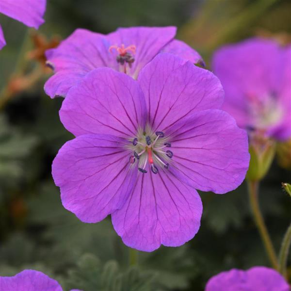 Geranium sanguineum 'Balgerpur103' ~ Monrovia® Purple Glow Cranesbill-ServeScape