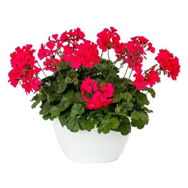 Pelargonium interspecific 'Caldera Hot Pink' ~ Caldera™ Hot Pink Geranium-ServeScape