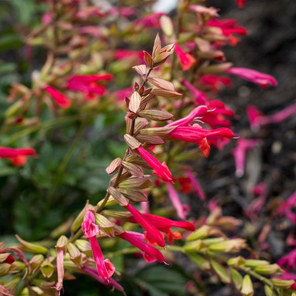 Salvia 'SAL010-1' ~ Ember's Wish Salvia-ServeScape