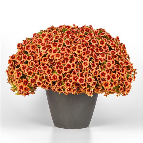Calibrachoa hybrid 'Balbumorim' ~ Bumble Bee™ Orange Calibrachoa-ServeScape