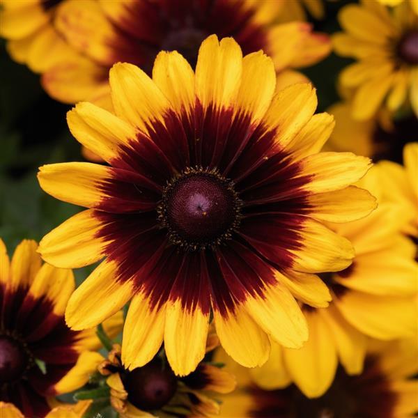 Rudbeckia hirta 'Pawnee Spirit' ~ Pawnee Spirit Black-Eyed Susan-ServeScape
