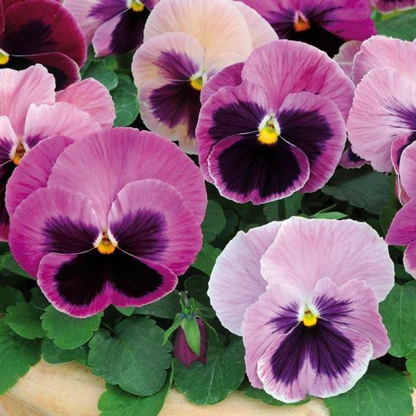 Viola x wittrockiana 'PAS912390' ~ Spring Matrix™ Pink Shades Pansy-ServeScape
