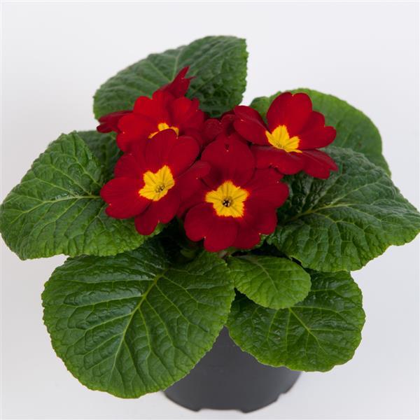 Primula acaulis 'Danessa Scarlet' ~ Danessa Scarlet Primrose-ServeScape