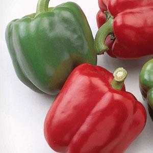 Capsicum annuum 'Baron' ~ Baron Bell Pepper-ServeScape