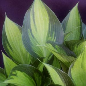 Hosta 'Justine' ~ Justine Hosta-ServeScape
