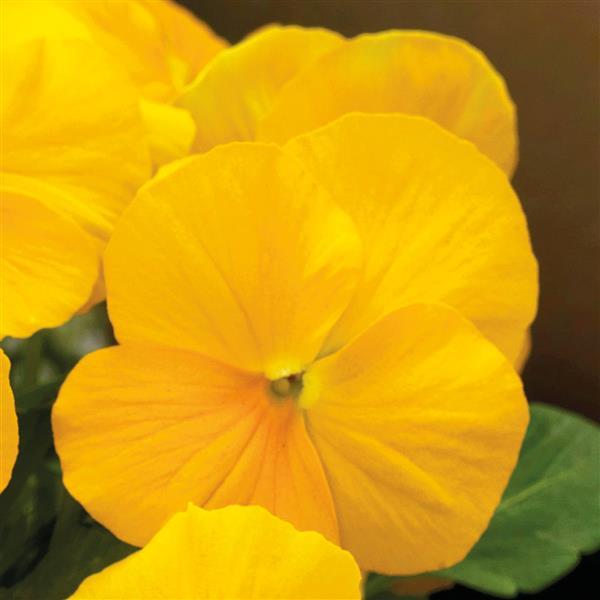 Viola cornuta 'Colormax Clear Yellow' ~ Colormax® Clear Yellow Viola-ServeScape