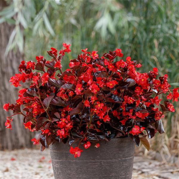 Begonia 'Viking Red on Chocolate' ~ Viking Red on Chocolate Begonia-ServeScape