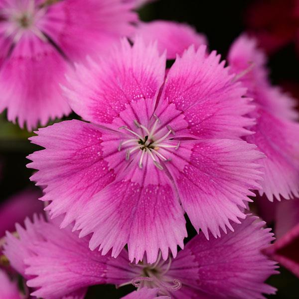 Dianthus chinensis x barbatus 'PAS96826' ~ Floral Lace™ Lilac Dianthus-ServeScape