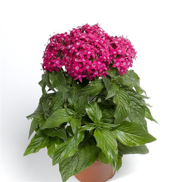 Pentas lanceolata 'HoneyCluster Deep Rose' ~ HoneyCluster™ Deep Pink Star Flower-ServeScape