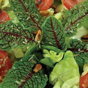 Rumex sanguineus 'Raspberry Dressing' ~ Raspberry Dressing Sorrel-ServeScape