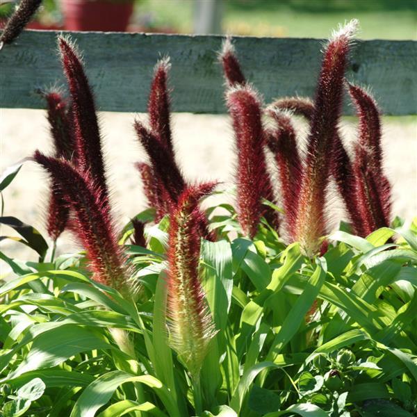 Pennisetum glaucum 'Jade Princess' ~ Jade Princess Ornamental Millet-ServeScape