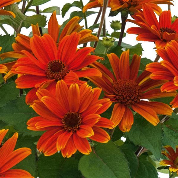 Heliopsis helianthoides 'Sole d'Amore' ~ Sole d'Amore False Sunflower-ServeScape