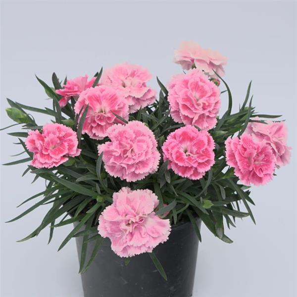 Dianthus caryophyllus 'KLEDP23527' ~ DiaDeur™ Pink Shades Dianthus-ServeScape