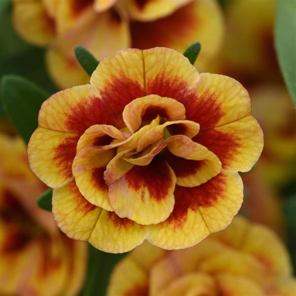 Calibrachoa hybrida 'KLECA19067' ~ MiniFamous® Neo Double Orangetastic Calibrachoa-ServeScape