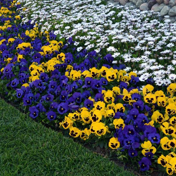 Viola x wittrockiana 'PAS835635' ~ Matrix™ Blue Blotch Pansy-ServeScape