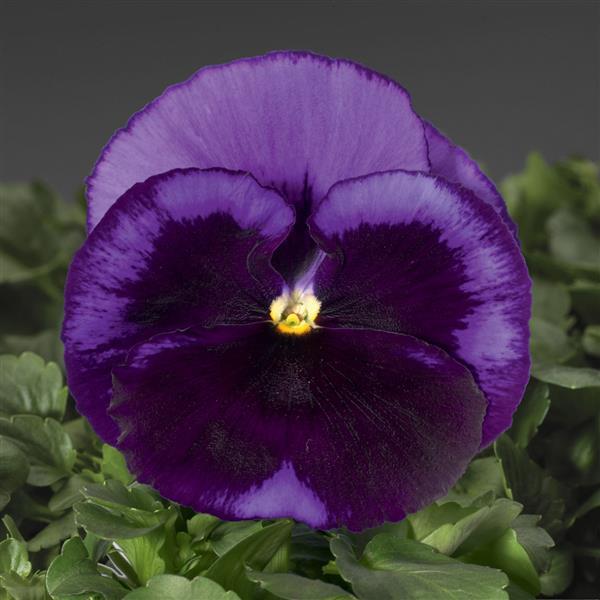 Viola x wittrockiana 'Colossus Ocean' ~ Colossus™ Ocean Pansy-ServeScape