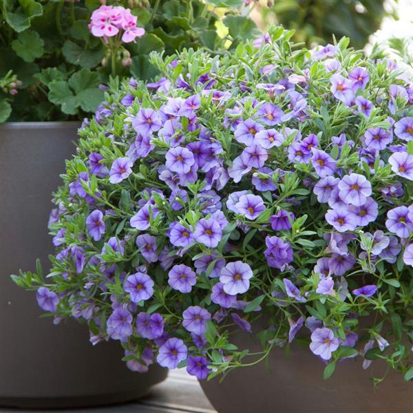 Calibrachoa hybrida 'KLECA16320' ~ MiniFamous® Neo Light Blue Calibrachoa-ServeScape