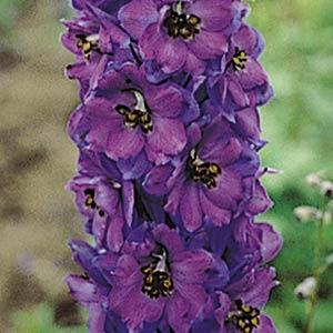 Delphinium elatum 'Pacific Giants Black Knight' ~ Pacific Giants Black Knight Delphinium-ServeScape