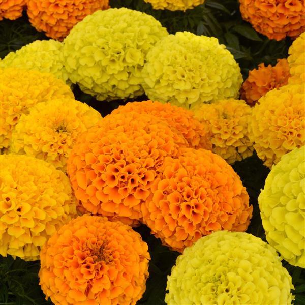 Tagetes erecta 'Taishan Mix' ~ Taishan® Mix African Marigold-ServeScape
