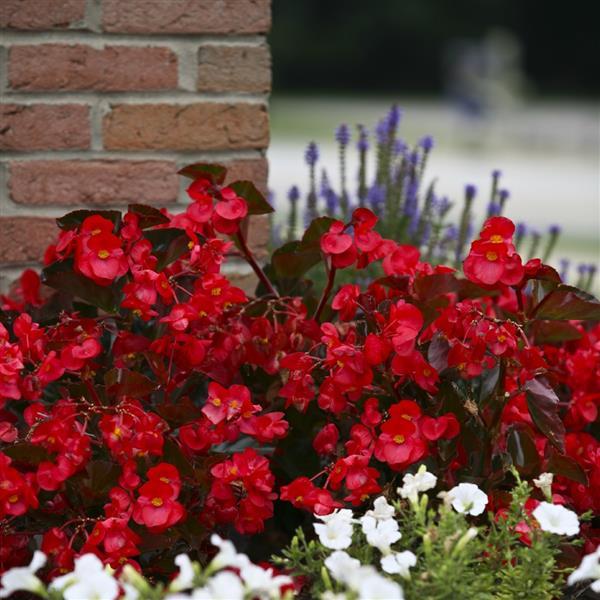 Begonia x benariensis 'Big Red With Bronze Leaf' ~ BIG™ Red With Bronze Leaf Begonia-ServeScape