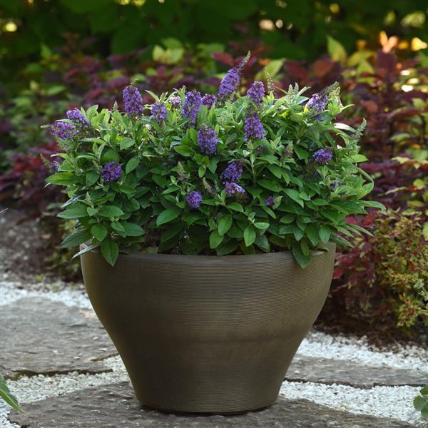 Buddleia 'Balchrylu' ~ Chrysalis™ Blue Butterfly Bush-ServeScape