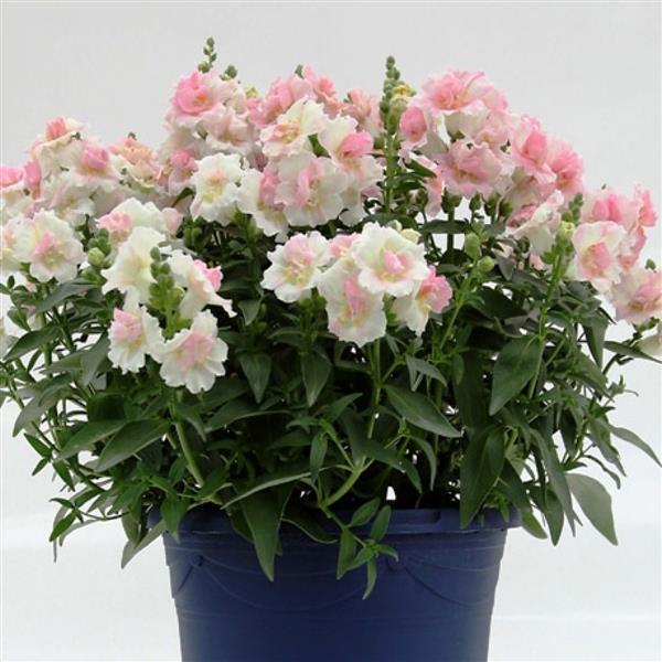 Antirrhinum majus nanum 'Twinny Appleblossom' ~ Twinny Appleblossom Snapdragon-ServeScape