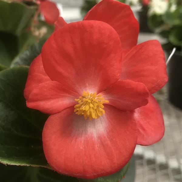 Begonia 'Tophat Scarlet Green Leaf' ~ Tophat™ Scarlet Green Leaf Begonia-ServeScape