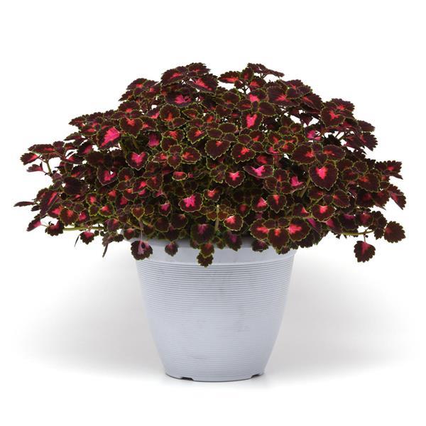 Solenostemon scutellarioides 'Baltazrip' ~ TrailBlazer™ Road Trip Coleus-ServeScape