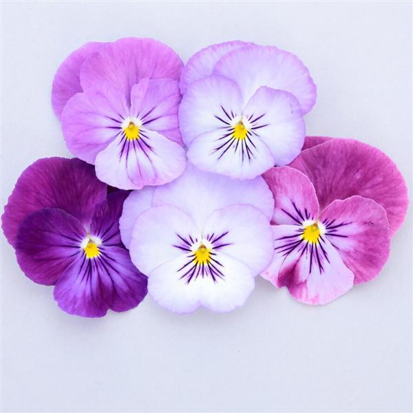 Viola cornuta 'Colormax Lavender Flash' ~ Colormax® Lavender Flash Viola-ServeScape