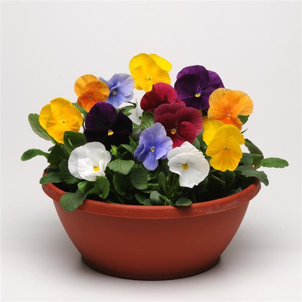 Viola x wittrockiana 'Matrix Clear Mix' ~ Matrix™ Clear Mix Pansy-ServeScape