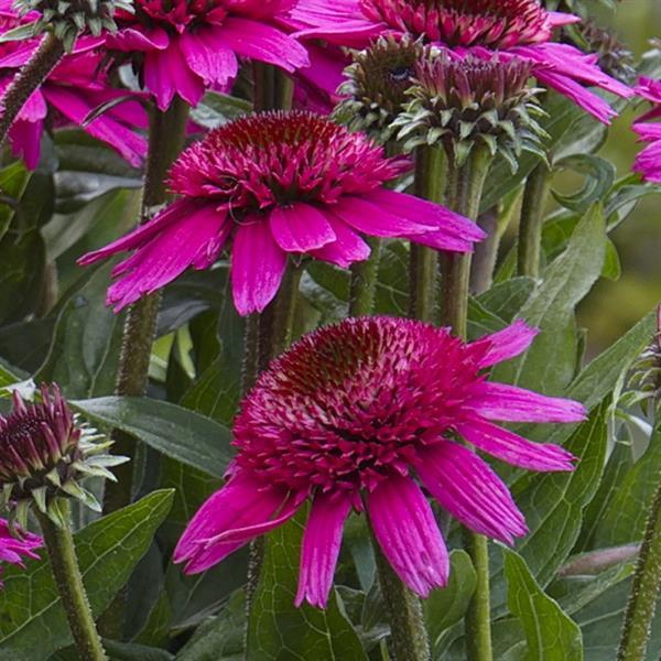 Echinacea purpurea 'SunMagic Double Raspberry' ~ Monrovia® SunMagic® Double Raspberry Echinacea-ServeScape