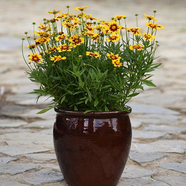 Coreopsis 'Golden Stardust' ~ Golden Stardust Coreopsis-ServeScape