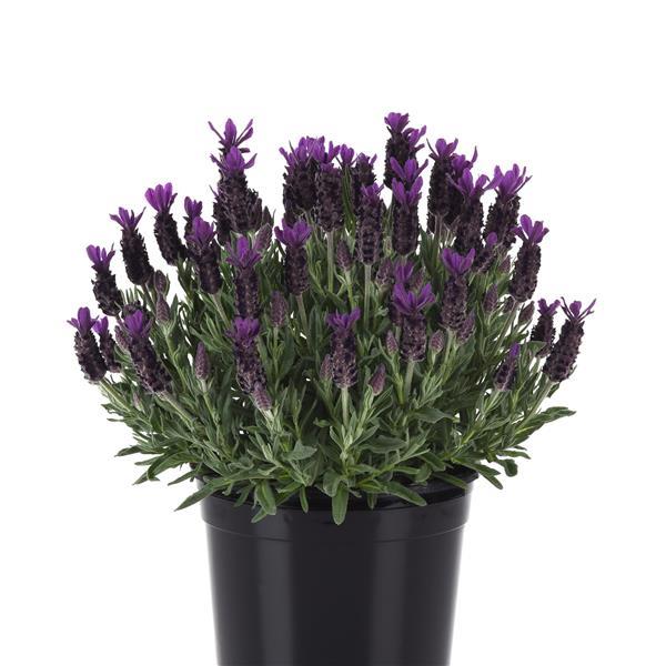 Lavandula stoechas 'Anouk Deluxe 16115' ~ Purple Flare Spanish Lavender-ServeScape