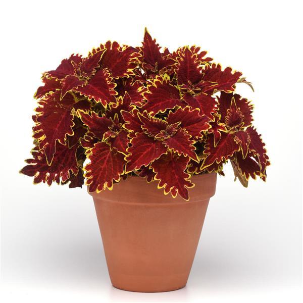 Solenostemon scutellarioides 'UF18-62-10’ ~ ChargedUp™ Vulcan Coleus-ServeScape
