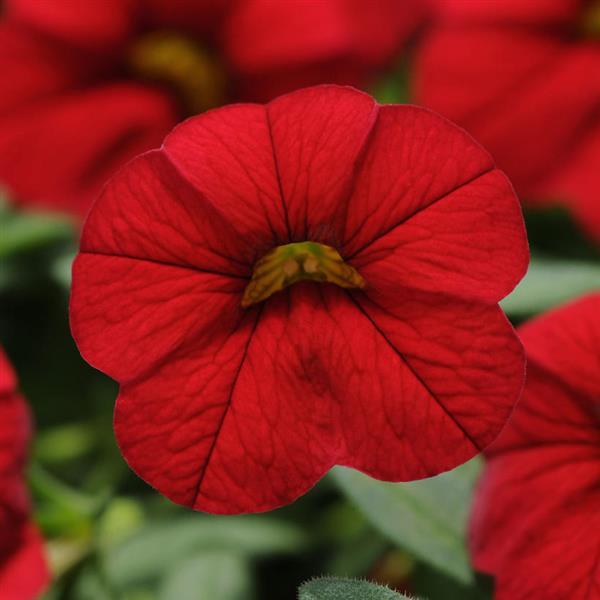 Calibrachoa hybrid 'Balcabrite' ~ Cabaret® Red Improved Calibrachoa-ServeScape