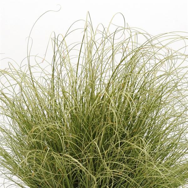 Carex comans 'Amazon Mist' ~ Monrovia® ColorGrass® Amazon Mist Sedge-ServeScape