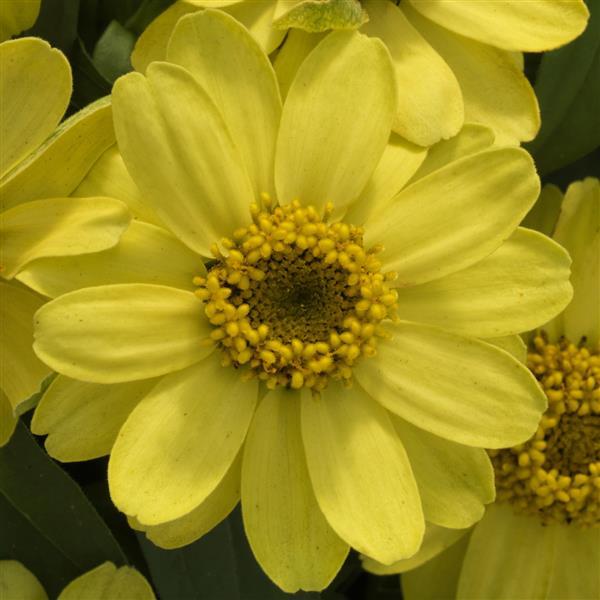 Zinnia ‘Profusion Lemon’ ~ Profusion Lemon Zinnia-ServeScape
