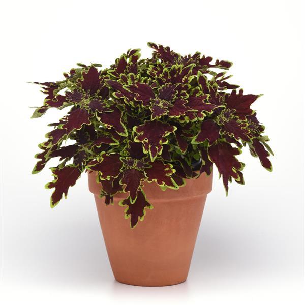 Solenostemon scutellarioides ‘UF17-52-13’ ~ Volcanica™ Limewire Coleus-ServeScape