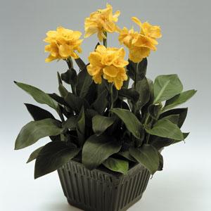 Canna 'Tropical Yellow' ~ Tropical Yellow Canna Lily-ServeScape