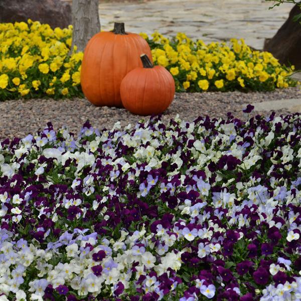 Viola x wittrockiana 'Cool Wave Berries N' Cream Mix' ~ Cool Wave® Berries N' Cream Mix Pansy-ServeScape