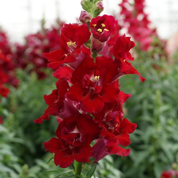 Antirrhinum majus 'DoubleShot Crimson Red' ~ DoubleShot Crimson Red Snapdragon-ServeScape