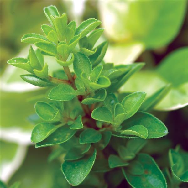Origanum majorana ~ Sweet Marjoram-ServeScape
