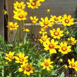 Coreopsis 'Baby Sun' ~ Baby Sun Tickseed-ServeScape
